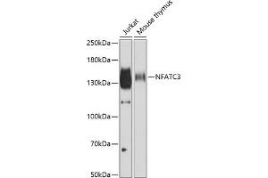 Western blot analysis of extracts of various cell lines, using NF antibody (ABIN6130595, ABIN6144558, ABIN6144559 and ABIN6222368) at 1:500 dilution. (NFATC3 抗体  (AA 1-290))