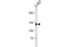 Western Blotting (WB) image for anti-Shugoshin-Like 2 (SGOL2) antibody (ABIN3001311) (SGOL2 抗体)