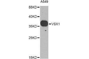 Western blot analysis of extracts of A-549 cells, using VSX1 Antibody (ABIN6003532) at 1/1000 dilution. (VSX1 抗体)