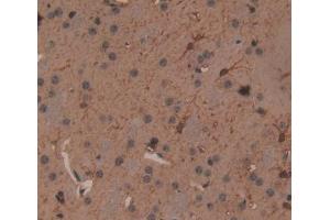 IHC-P analysis of Mouse Tissue, with DAB staining. (Fascin 抗体  (AA 27-273))