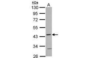 Image no. 1 for anti-Actin-Related Protein 10 Homolog (ACTR10) (AA 167-417) antibody (ABIN1496448) (ACTR10 抗体  (AA 167-417))