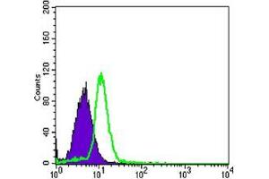 Flow cytometric analysis of HL-60 cells using TNFRSF11B mouse mAb (green) and negative control (purple). (Osteoprotegerin 抗体)