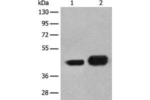 Western blot analysis of A172 and HEPG2 cell lysates using EN1 Polyclonal Antibody at dilution of 1:300 (EN1 抗体)