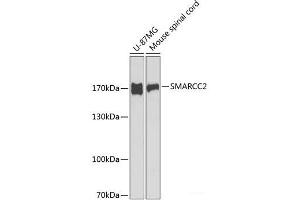 Western blot analysis of extracts of various cell lines using SMARCC2 Polyclonal Antibody at dilution of 1:1000. (SMARCC2 抗体)