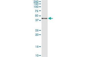 Immunoprecipitation of MAPK13 transfected lysate using anti-MAPK13 monoclonal antibody and Protein A Magnetic Bead , and immunoblotted with MAPK13 MaxPab rabbit polyclonal antibody. (MAPK13 抗体  (AA 251-365))