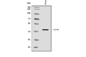 Western blot analysis of Caspase-9/CASP9 using anti-Caspase-9/CASP9 antibody (ABIN7600340).