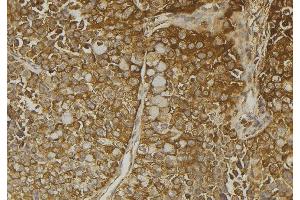 ABIN6272932 at 1/100 staining Human pancreas tissue by IHC-P. (SULT4A1 抗体  (C-Term))
