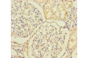Immunohistochemistry (IHC) image for anti-Solute Carrier Family 39 (Zinc Transporter), Member 7 (SLC39A7) (AA 235-380) antibody (ABIN7176692)