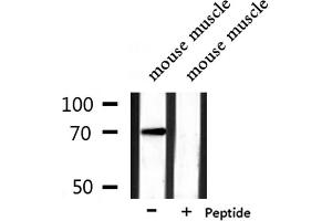 Western blot analysis of extracts from mouse muscle, using PAOX Antibody. (PAOX 抗体  (Internal Region))