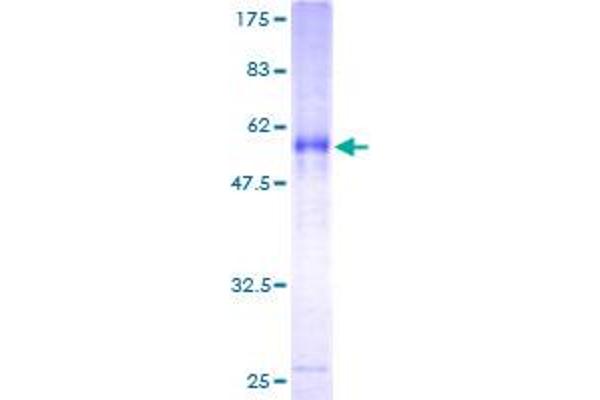 ITM2A Protein (AA 1-263) (GST tag)