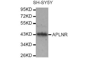 Western Blotting (WB) image for anti-Apelin Receptor (APLNR) antibody (ABIN1871024) (Apelin Receptor 抗体)