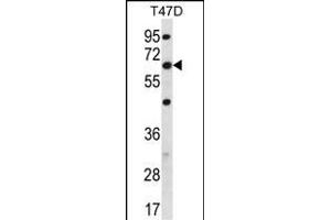 FD Antibody (C-term) (ABIN656450 and ABIN2845735) western blot analysis in T47D cell line lysates (35 μg/lane). (FAM83D 抗体  (C-Term))