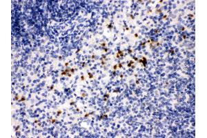 Anti- MMP8 Picoband antibody,IHC(P) IHC(P): Mouse Spleen Tissue (MMP8 抗体  (N-Term))