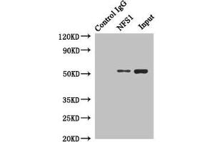 Immunoprecipitating NFS1 in Hela whole cell lysate Lane 1: Rabbit control IgG instead of (1 μg) instead of ABIN7149015 in Hela whole cell lysate. (NFS1 抗体  (AA 208-457))