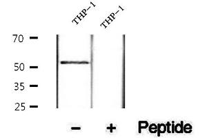 Western blot analysis of extracts of THP-1 cells, using Phospho-TRAF2 (Ser11) Antibody.