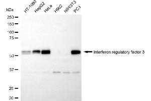 Western blotting analysis using Interferon regulatory factor 3 antibody (ABIN7799086). (Recombinant IRF3 抗体)