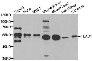 Western blot analysis of extracts of various cell lines, using TEAD1 antibody.
