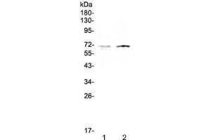 Western blot testing of human 1) HeLa and 2) HepG2 cell lysate with CLPX antibody at 0. (CLPX 抗体)