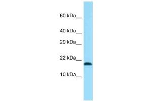 Western Blotting (WB) image for anti-Transmembrane Protein 50B (TM50B) (N-Term) antibody (ABIN2774278) (TMEM50B 抗体  (N-Term))
