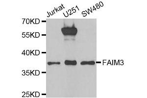 Western blot analysis of extracts of various cell lines, using FAIM3 antibody. (FAIM3 抗体  (AA 18-251))