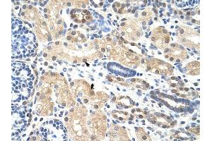 PRMT5 antibody was used for immunohistochemistry at a concentration of 4-8 ug/ml to stain Epithelial cells of renal tubule (arrows) in Human Kidney. (PRMT5 抗体  (N-Term))