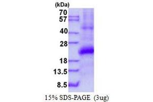 Image no. 1 for Interferon, gamma-Inducible Protein 30 (IFI30) protein (His tag) (ABIN1098216)