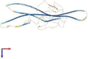 AlphaFold protein structure predicition of Mouse Recombinant Filip1l Protein, UniprotID Q6P6L0
