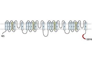 Representative domain view of the target of ABIN7581961.
