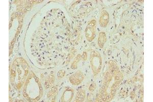 Immunohistochemistry of paraffin-embedded human kidney tissue using ABIN7151925 at dilution of 1:100 (EMP1 抗体  (AA 22-66))