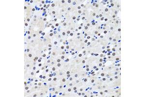 Immunohistochemistry of paraffin-embedded rat kidney using BIRC7 antibody. (BIRC7 抗体)