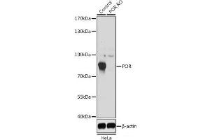 Western blot analysis of extracts from normal (control) and POR knockout (KO) HeLa cells using POR Polyclonal Antibody at dilution of 1:1000. (POR 抗体)