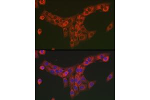 Immunofluorescence (IF) image for anti-Collagen, Type I, alpha 2 (COL1A2) (AA 500-600) antibody (ABIN6138839)