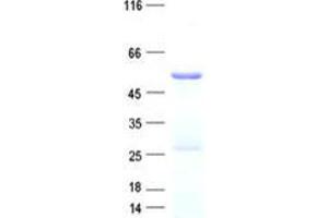 Validation with Western Blot (Keratin 36 Protein (KRT36) (His tag))