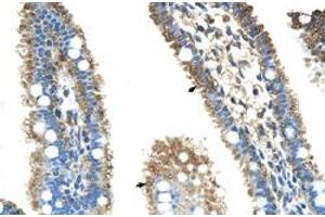 Immunohistochemical staining (Formalin-fixed paraffin-embedded sections) of human intestine with ALDH4A1 polyclonal antibody  at 4-8 ug/mL working concentration. (ALDH4A1 抗体  (N-Term))