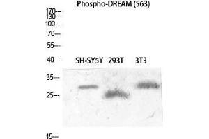 Western Blot (WB) analysis of SH-SY5Y 293T 3T3 lysis using Phospho-DREAM (S63) antibody. (DREAM (pSer63) 抗体)