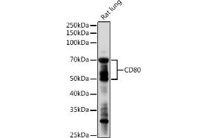 Western blot analysis of extracts of Rat lung, using CD80 antibody (ABIN7266220) at 1:1000 dilution. (CD80 抗体  (AA 1-100))