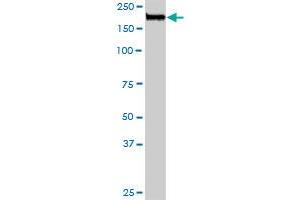 NUMA1 MaxPab rabbit polyclonal antibody. (NUMA1 抗体  (AA 1-1193))