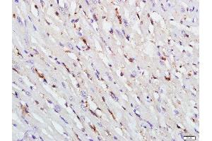 Paraformaldehyde-fixed, paraffin embedded rat heart, Antigen retrieval by boiling in sodium citrate buffer (pH6. (TAZ 抗体  (AA 1-100))