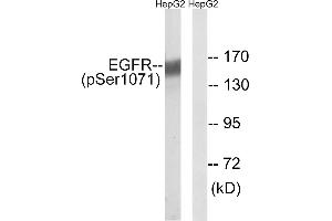 Western blot analysis of extracts from HepG2 cells, treated with serum (20%, 15mins), using EGFR (Phospho-Ser1071) antibody.