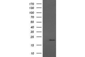 Image no. 1 for anti-Anaphase Promoting Complex Subunit 11 (ANAPC11) antibody (ABIN1496633) (ANAPC11 抗体)