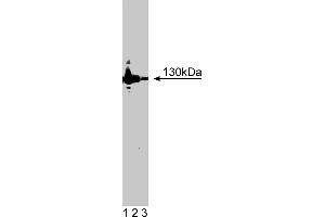 Western Blotting (WB) image for anti-Nitric Oxide Synthase 2, Inducible (NOS2) (AA 961-1144) antibody (ABIN967964) (NOS2 抗体  (AA 961-1144))