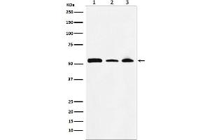 Western blot analysis of NONO / p54nrb expression in (1) MOLT4 cell lysate, (2) NIH/3T3 cell lysate, (3) PC12 cell lysate.