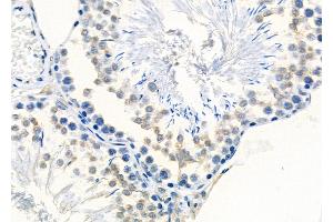 ABIN6261180 and ABIN6278834 at 1/100 staining Rat testis tissue by IHC-P. (COX1 抗体  (C-Term))