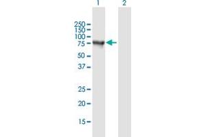 Western Blot analysis of SNCAIP expression in transfected 293T cell line by SNCAIP MaxPab polyclonal antibody. (SNCAIP 抗体  (AA 1-603))
