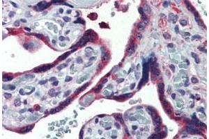 Immunohistochemistry (Formalin/PFA-fixed paraffin-embedded sections) of human placenta tissue with TXNDC4 polyclonal antibody . (ERP44 抗体  (Internal Region))