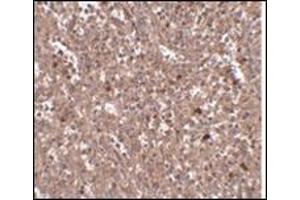 Immunohistochemistry of PIG-Y in human spleen tissue with this product at 2. (PIGY 抗体  (Center))