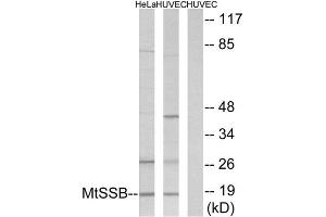 Western Blotting (WB) image for anti-Single-Stranded DNA Binding Protein 1 (SSBP1) (C-Term) antibody (ABIN1849544) (SSBP1 抗体  (C-Term))