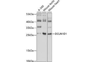 Western blot analysis of extracts of various cell lines, using DCUN1D1 antibody (ABIN7266719) at 1:1000 dilution. (DCUN1D1 抗体  (AA 15-70))