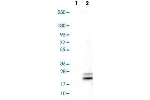 Western Blot analysis of Lane 1: negative control (vector only transfected HEK293T cell lysate) and Lane 2: over-expression lysate (co-expressed with a C-terminal myc-DDK tag in mammalian HEK293T cells) with RNASE7 monoclonal antibody, clone CL0224 . (RNASE7 抗体)