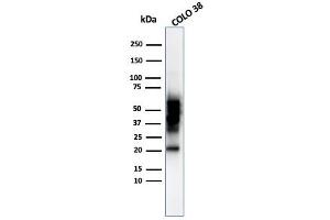 Western blot analysis of COLO-38 cell lysate using SOX10 Mouse Monoclonal Antibody (SOX10/992). (SOX10 抗体  (AA 115-269))